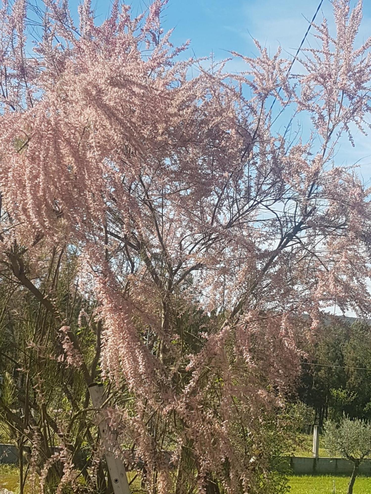 Cantinho Das Barrocas Penalva do Castelo Εξωτερικό φωτογραφία